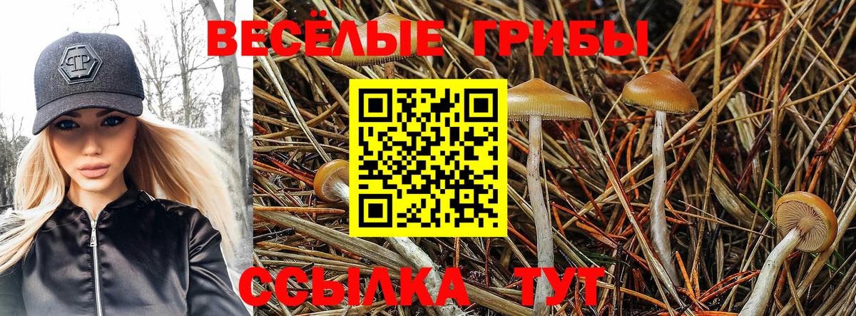Галлюциногенные грибы Psilocybe  Галлюциногенные грибы мицелий  Малоярославец  Вход с VPN 